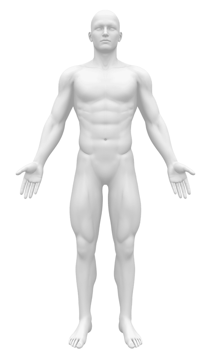 Human Body